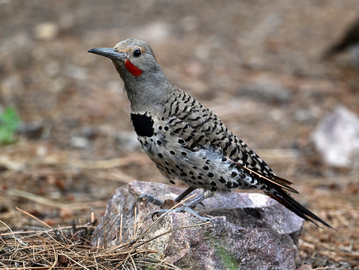 Northern Flicker - ML639728658