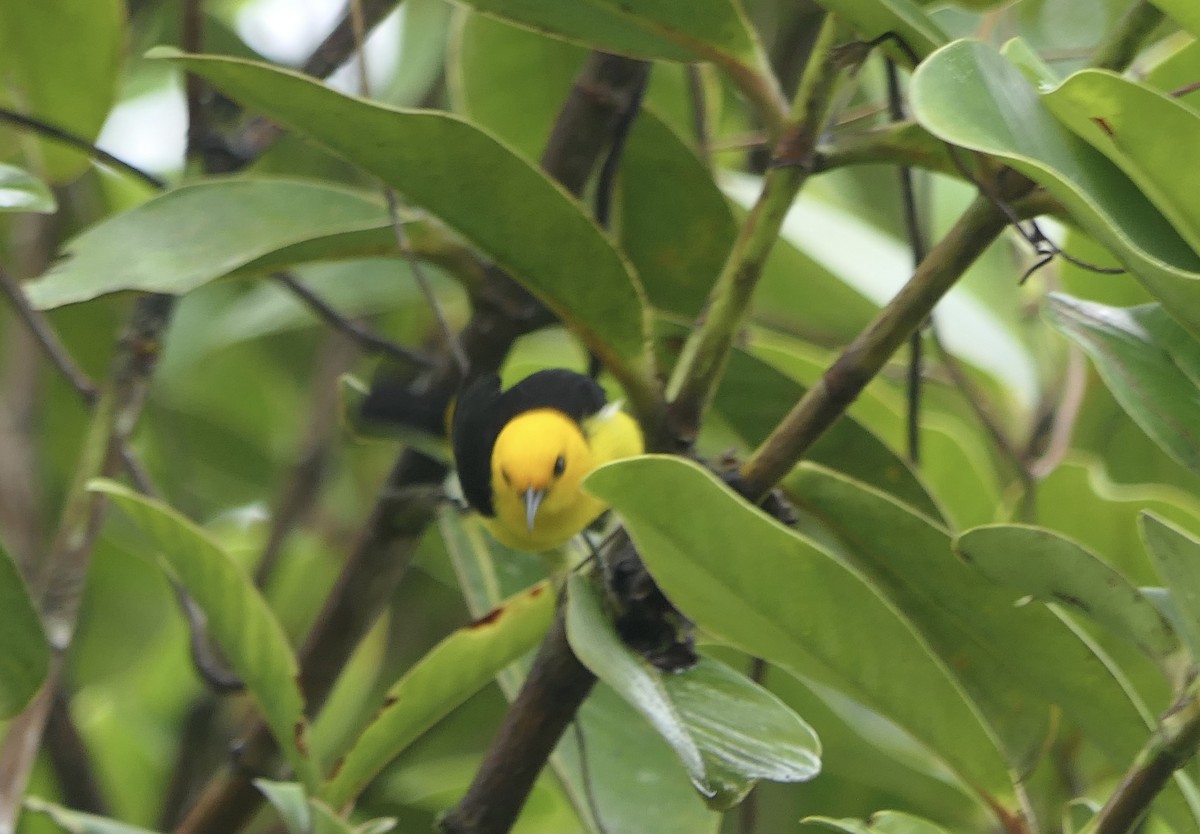 Black-and-yellow Tanager - ML639728684