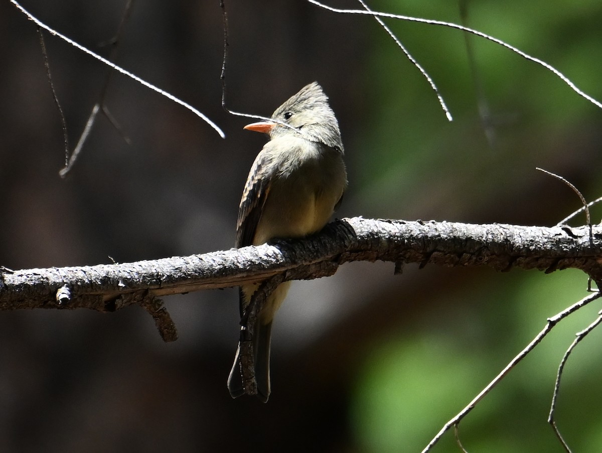 Greater Pewee - ML639728699