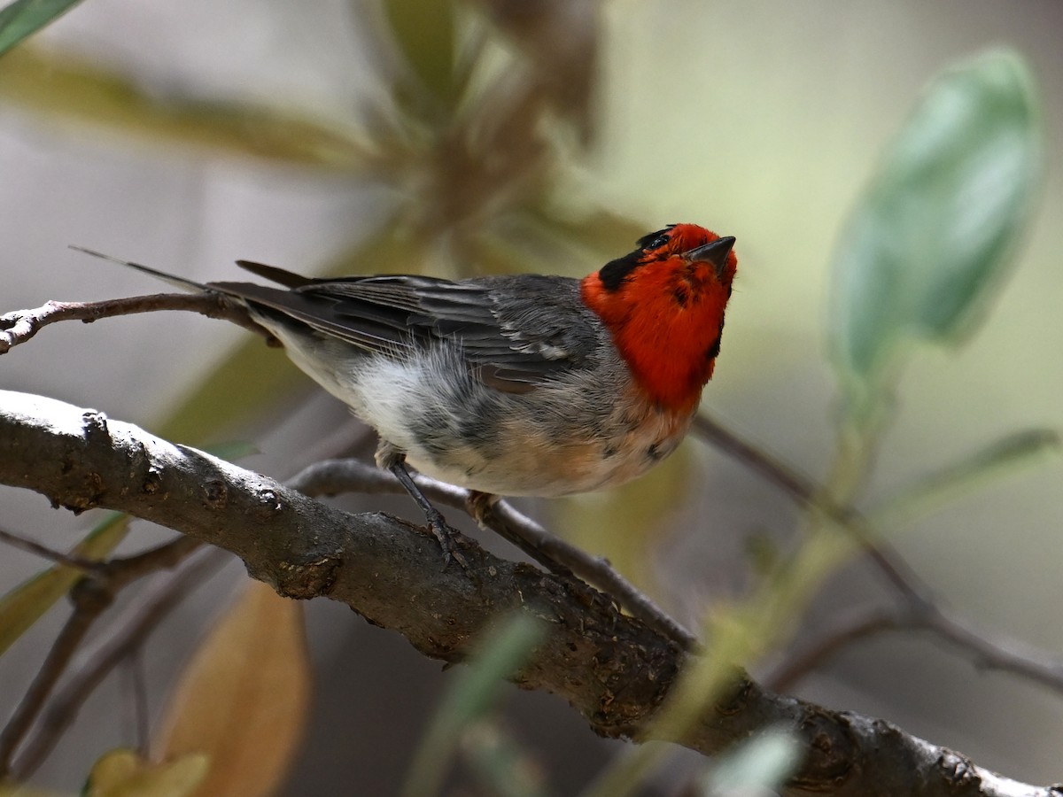Red-faced Warbler - ML639728705