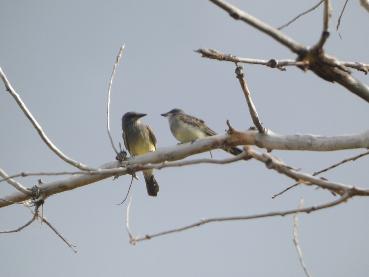 Cassin's Kingbird - ML639728709