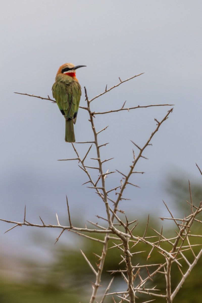 White-fronted Bee-eater - ML639728744