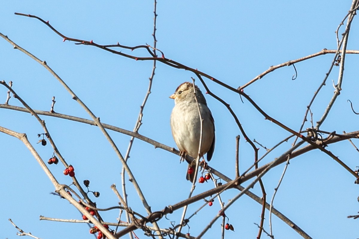 White-crowned Sparrow - ML639728800