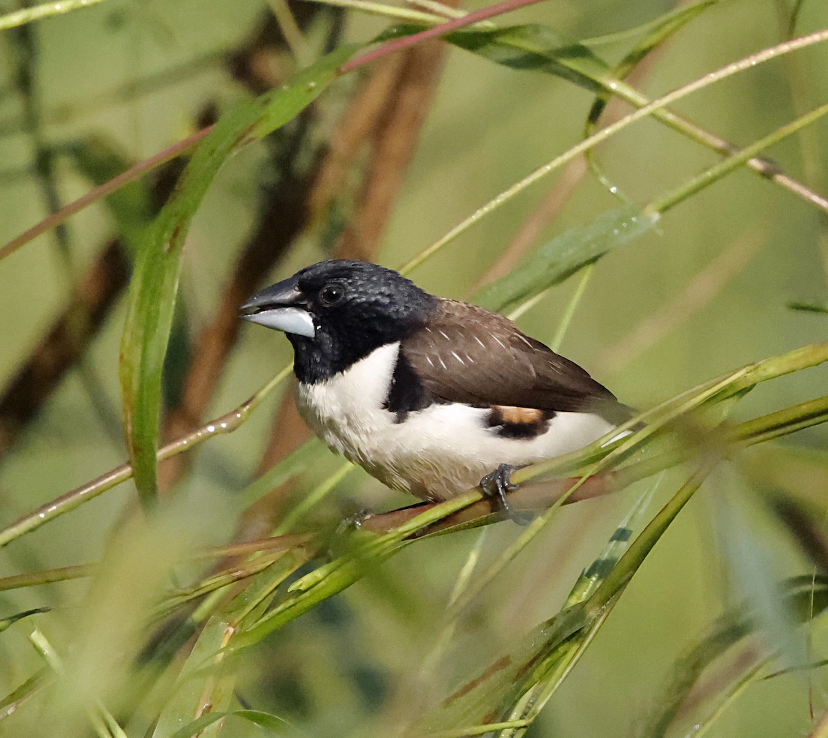 Magpie Mannikin - ML639728892