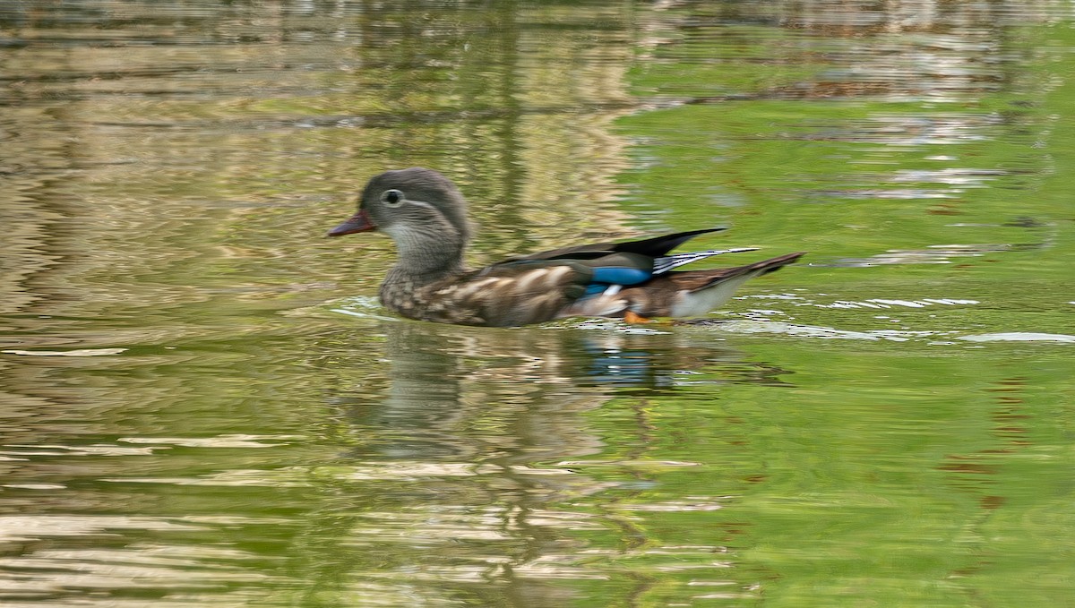 鴛鴦 - ML639728902