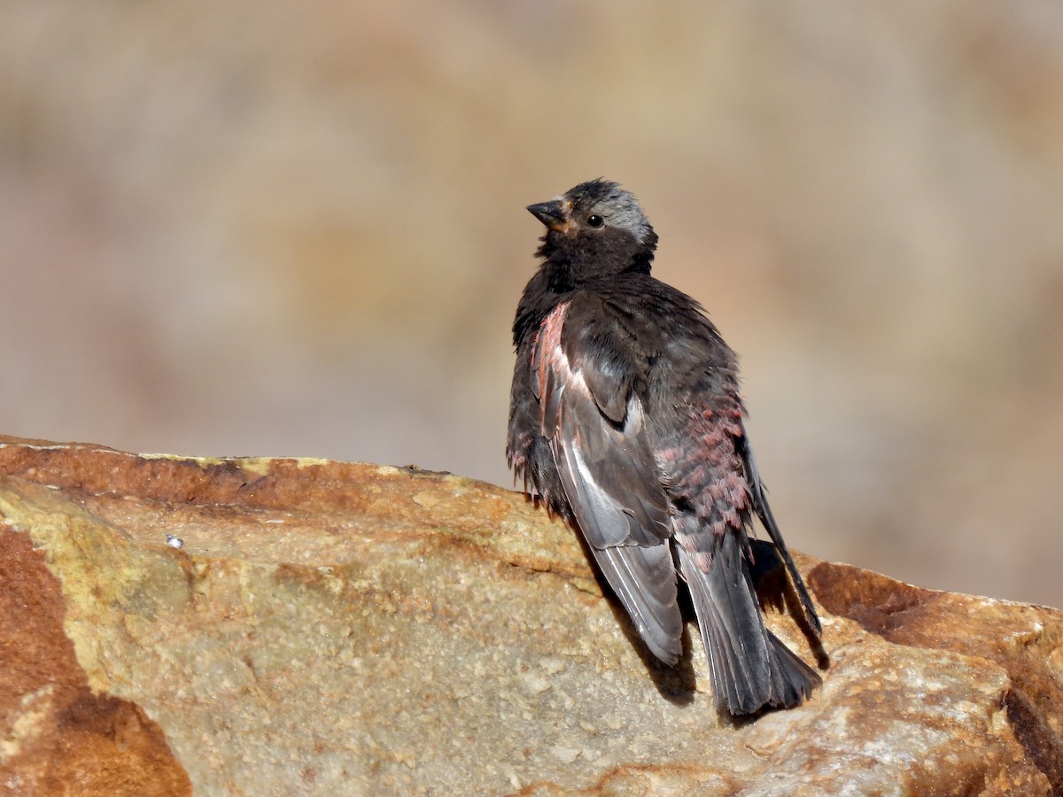 クロハギマシコ - ML639728913