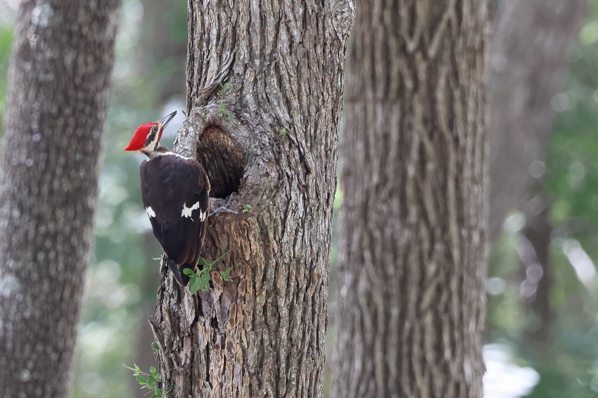 Pileated Woodpecker - ML639728988