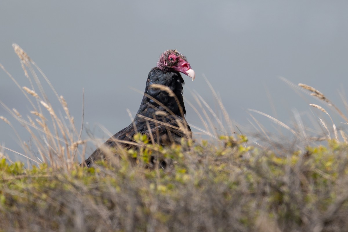 Turkey Vulture - ML639729020