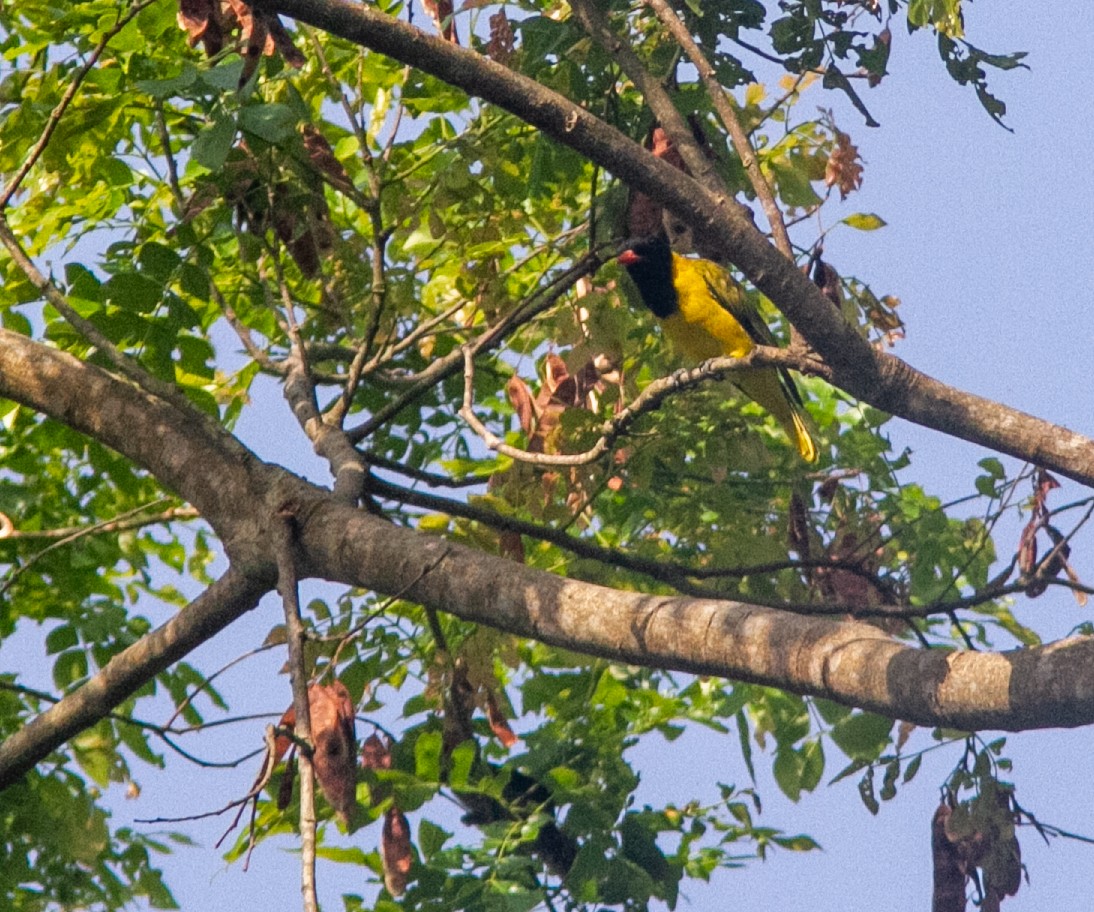 Black-winged Oriole - ML639729097