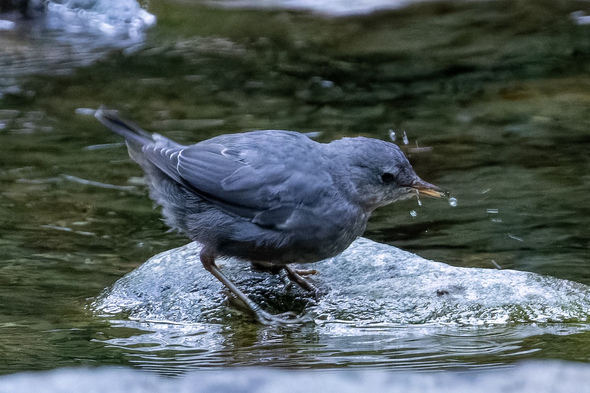 American Dipper - ML639729131