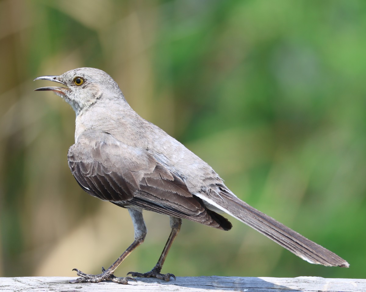 Northern Mockingbird - ML639729161