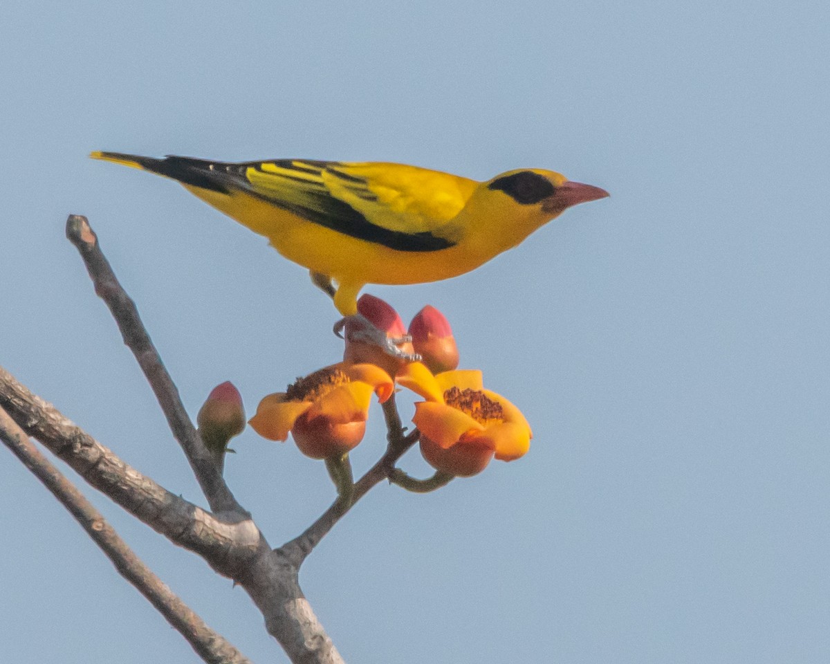 African Golden Oriole - ML639729255