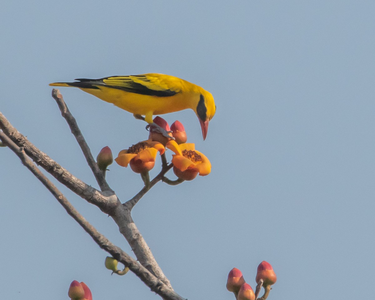 African Golden Oriole - ML639729256