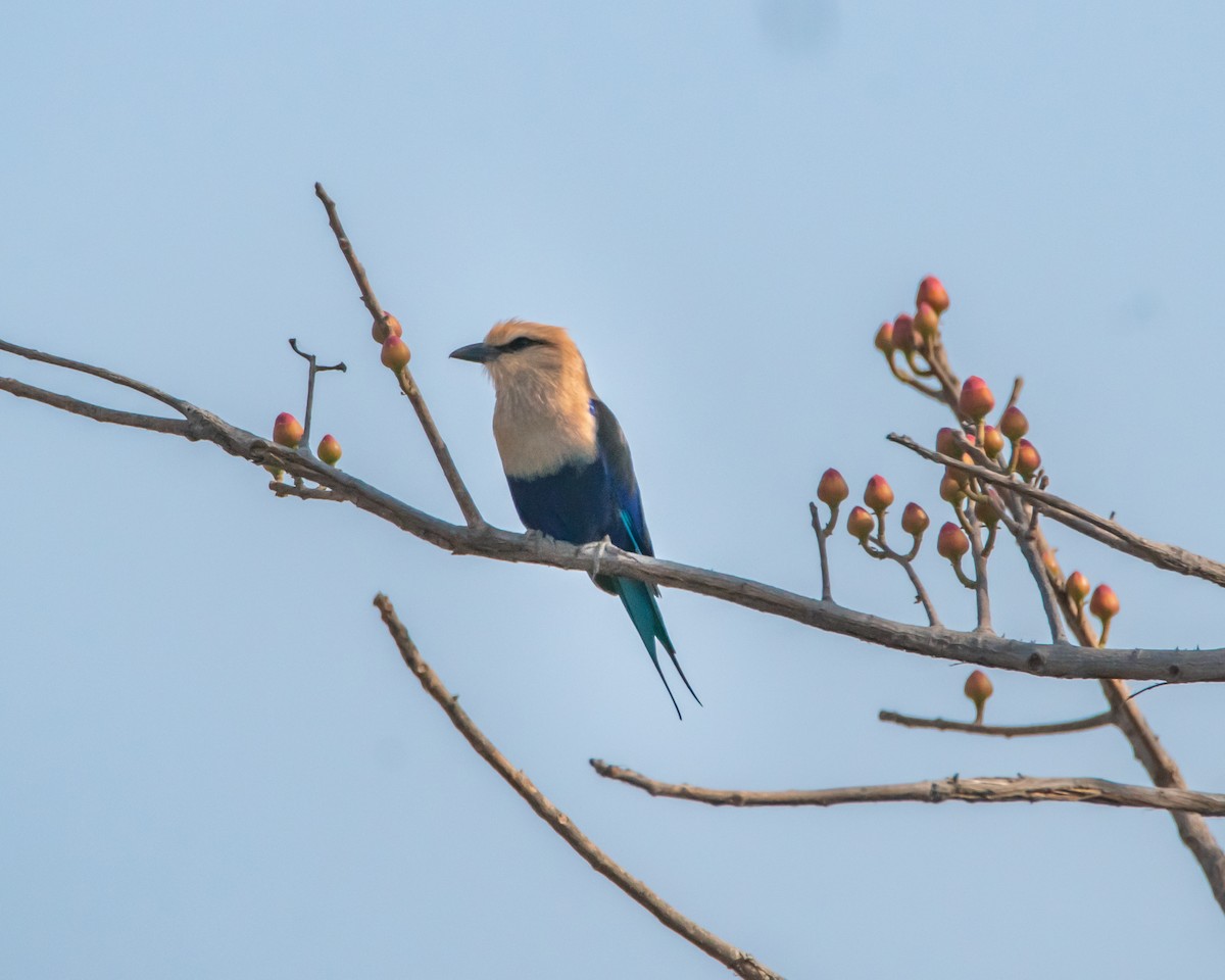 Blue-bellied Roller - ML639729270
