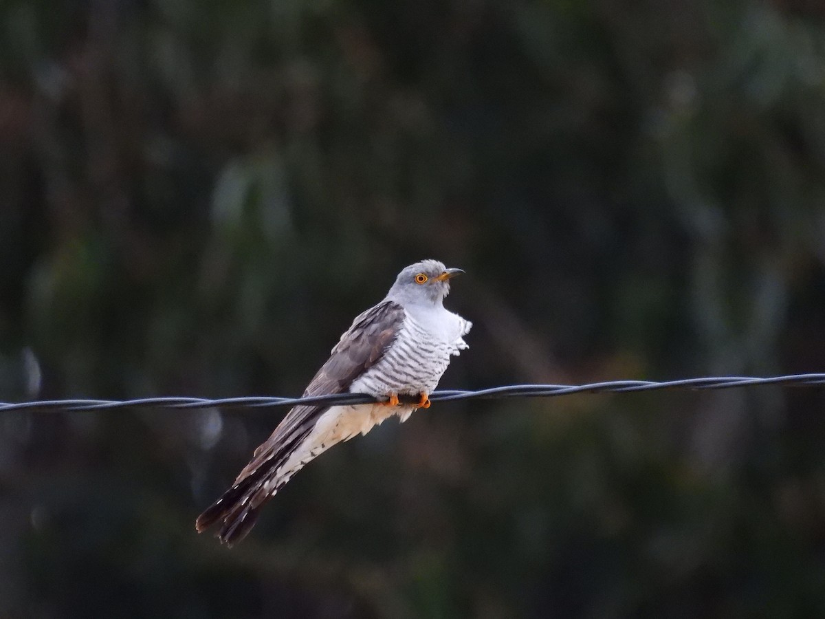 Common Cuckoo - ML639729282