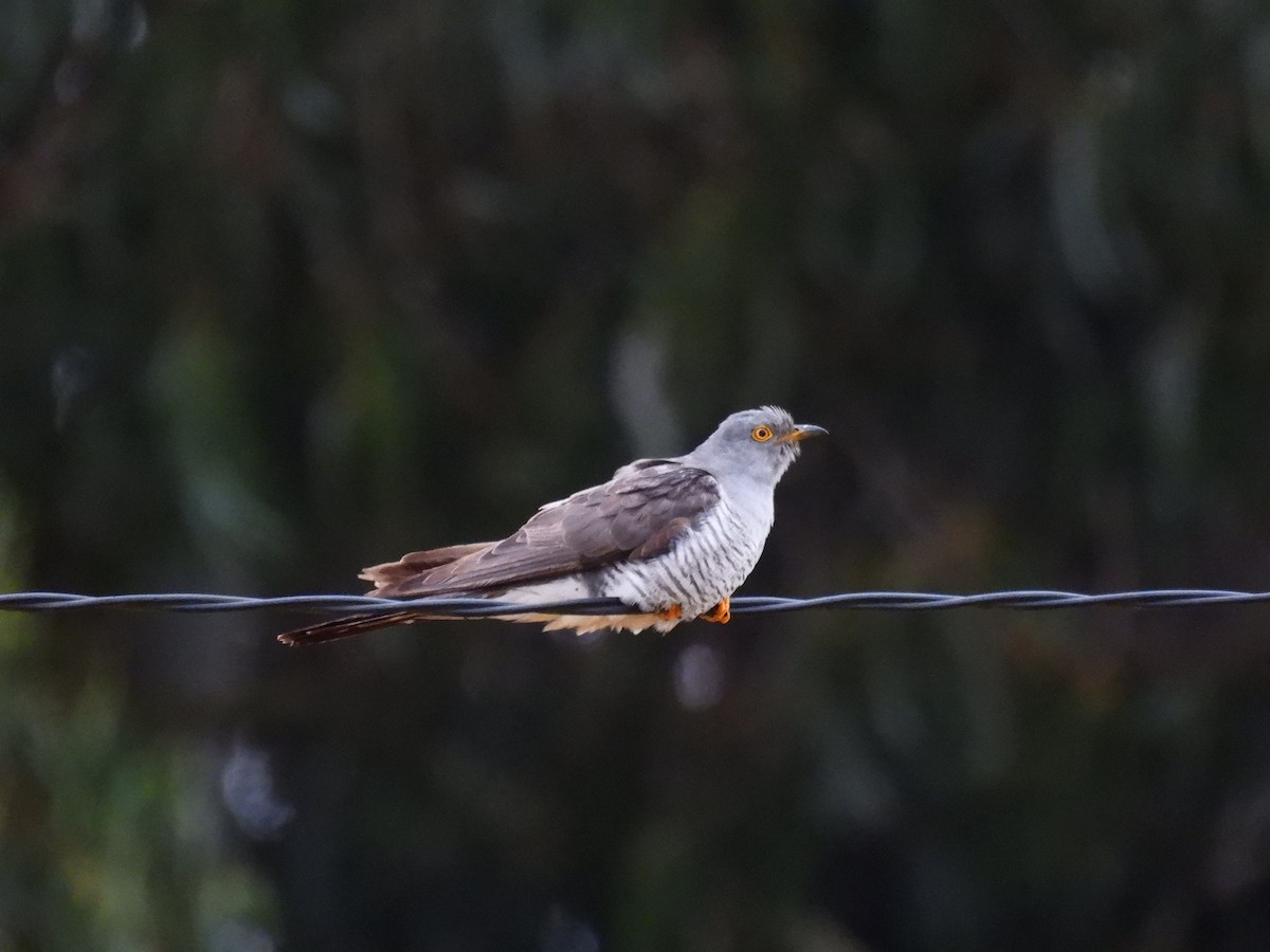Common Cuckoo - ML639729283