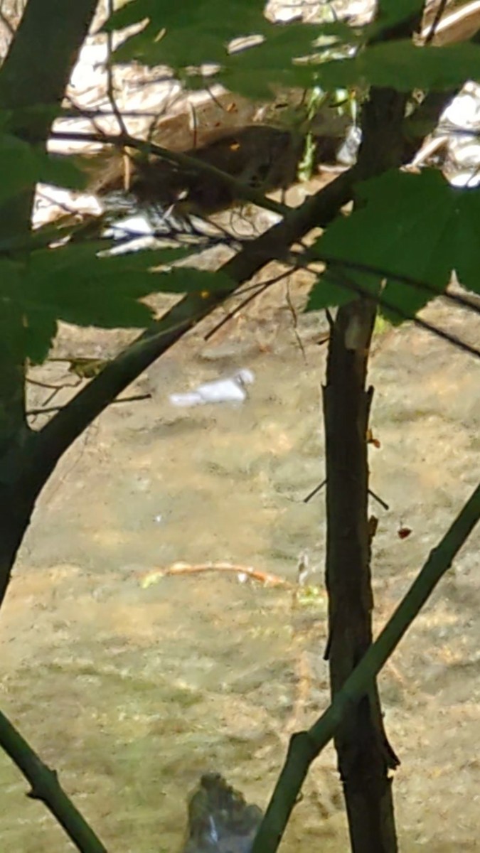 American Dipper - ML639729360