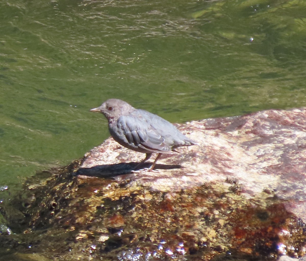American Dipper - ML639729394