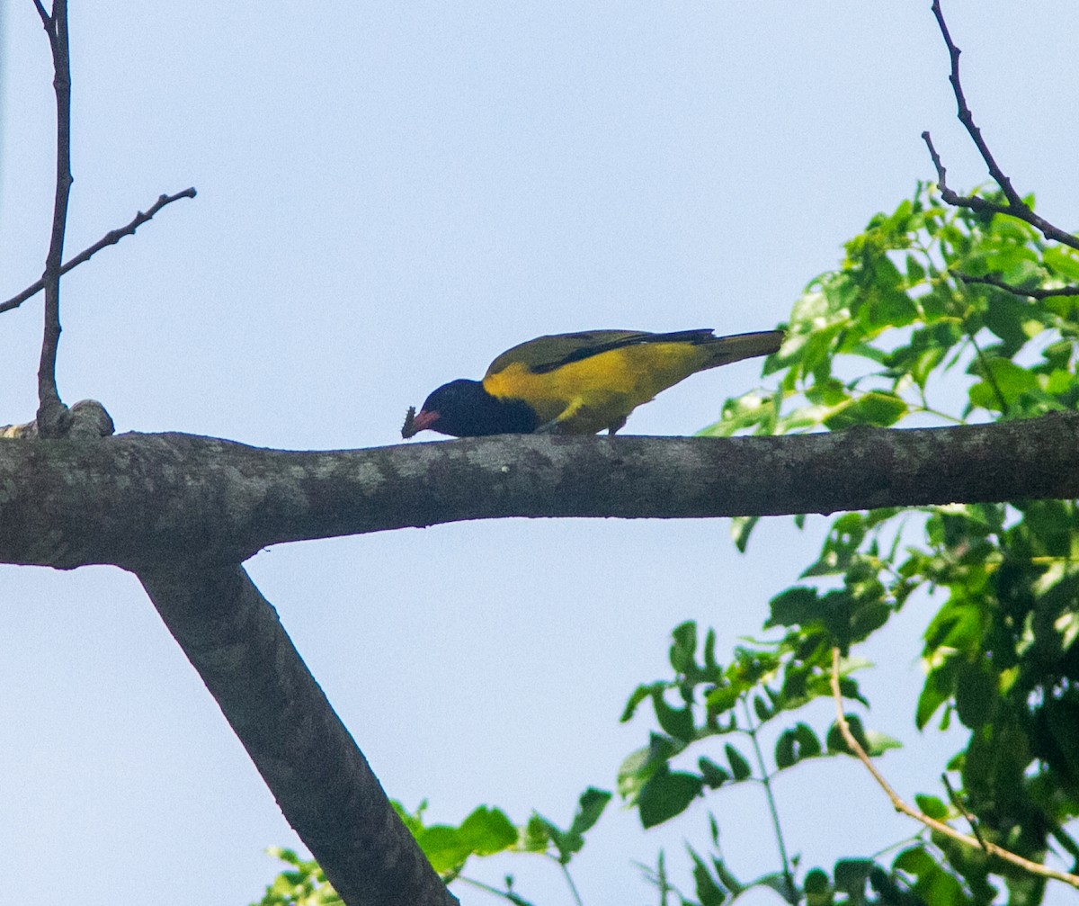 Black-winged Oriole - ML639729511