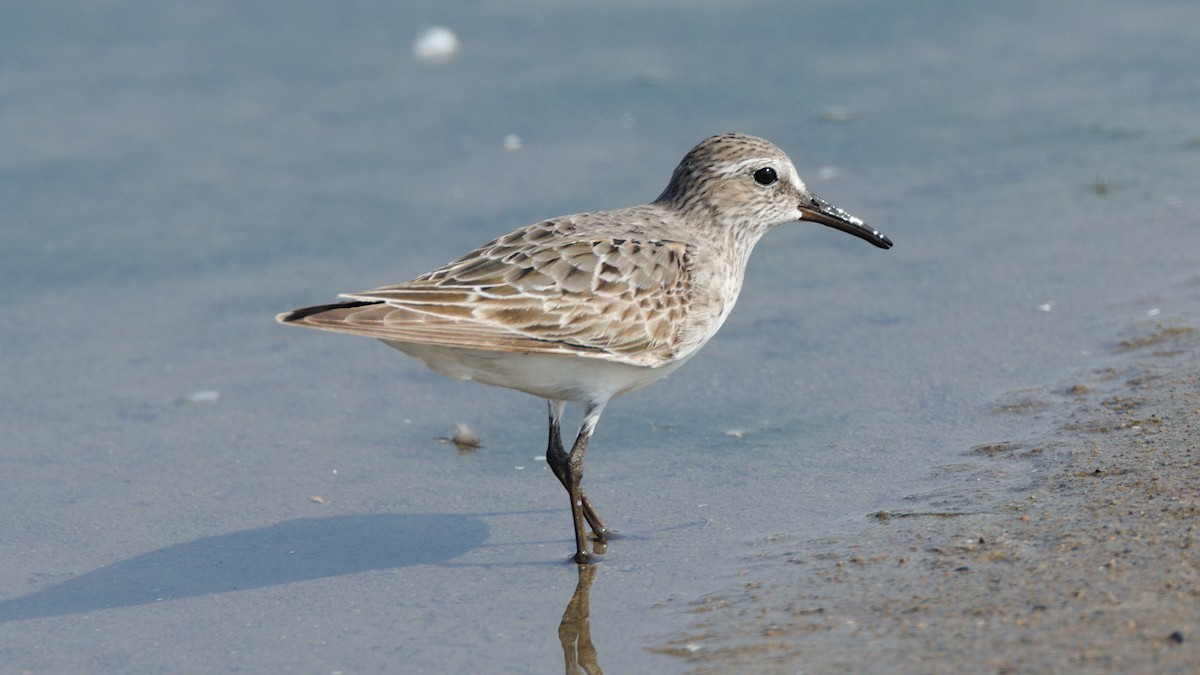 Побережник білогрудий - ML639729562