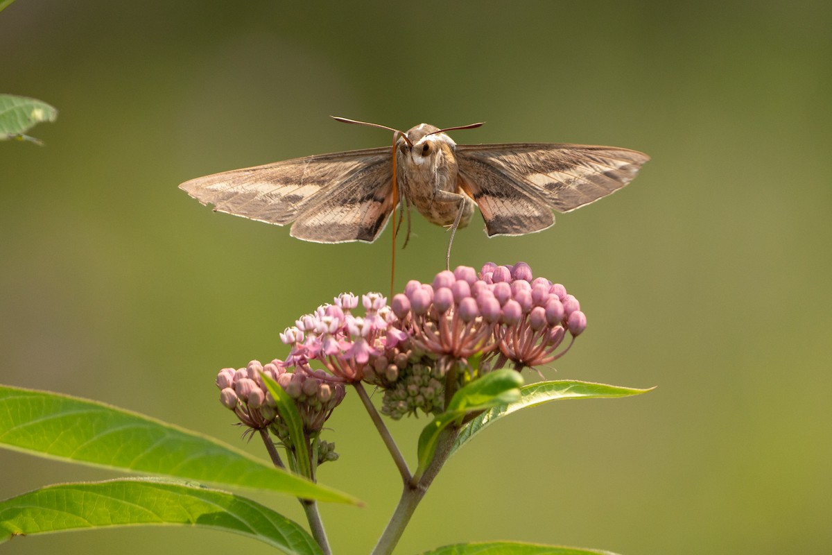 White-lined Sphinx - ML639729589