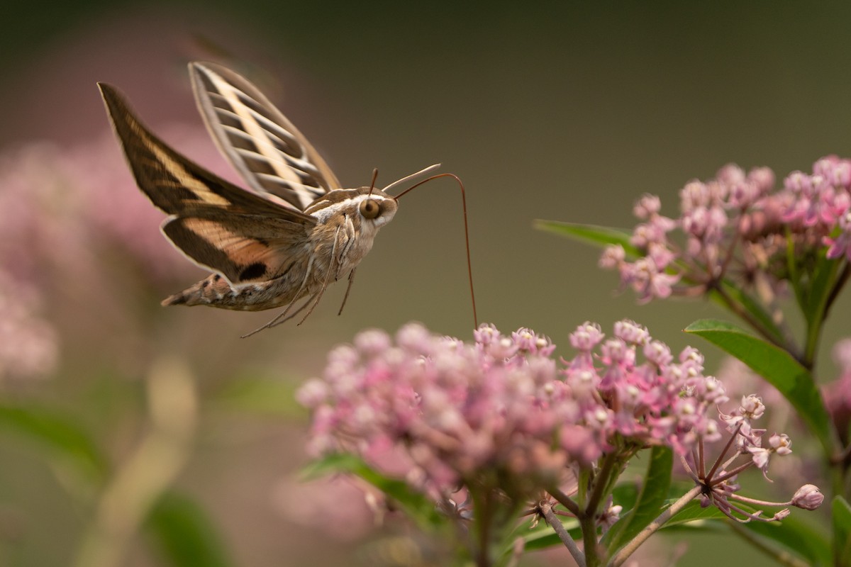 White-lined Sphinx - ML639729590