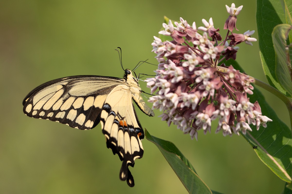 Eastern Giant Swallowtail - ML639729596