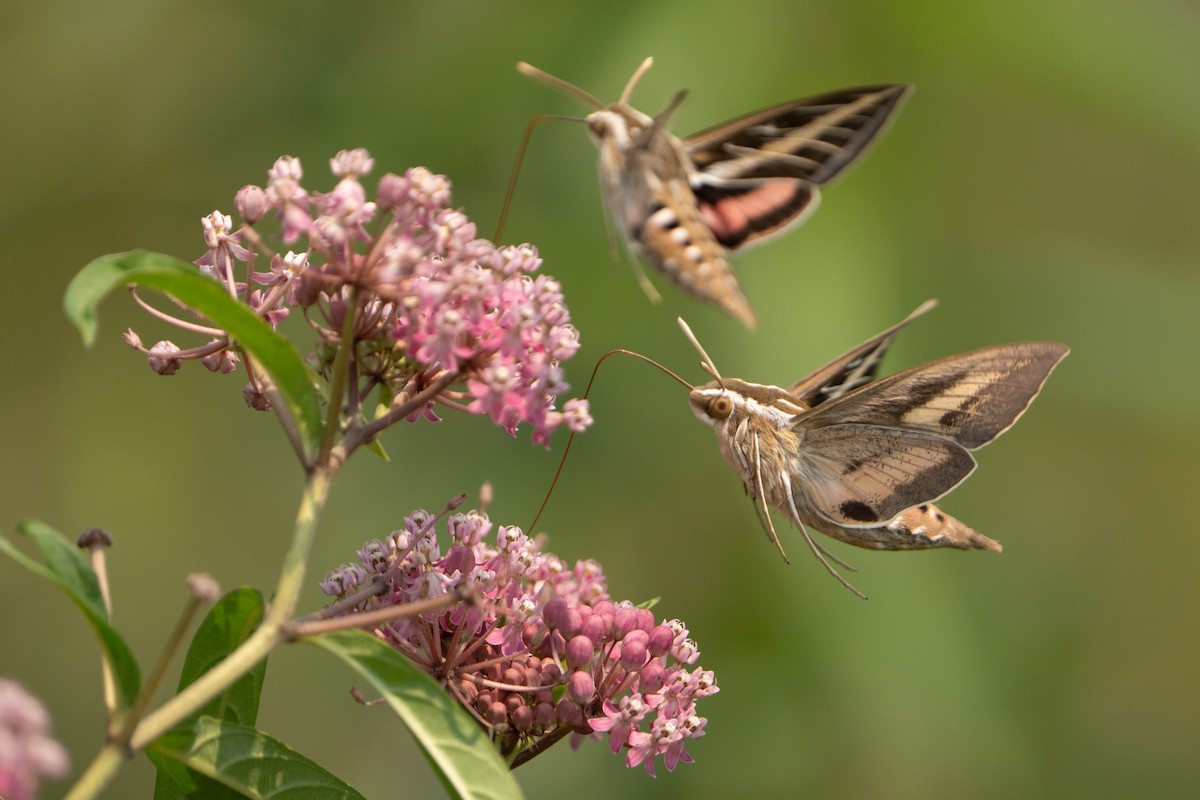 White-lined Sphinx - ML639729597