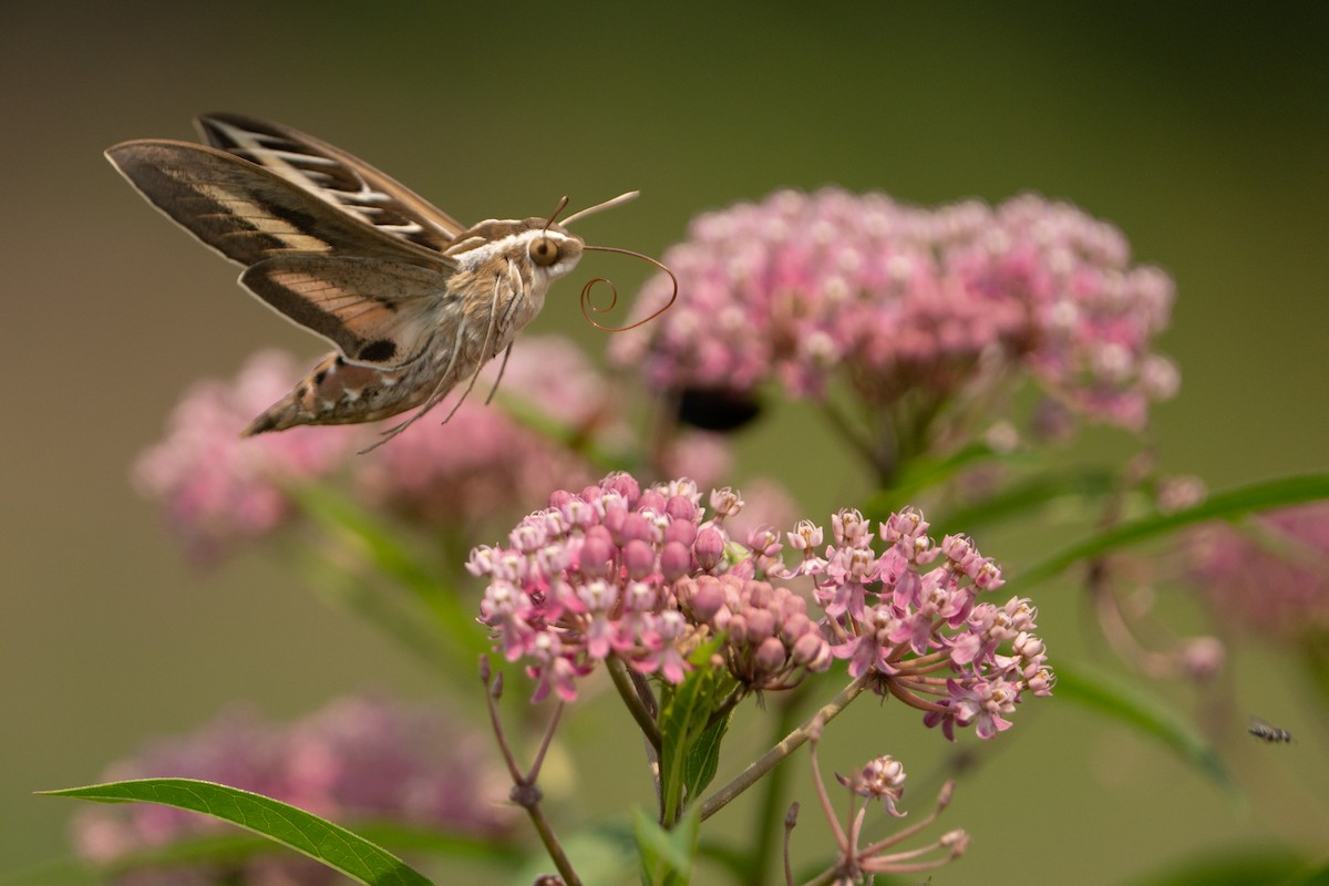 White-lined Sphinx - ML639729598