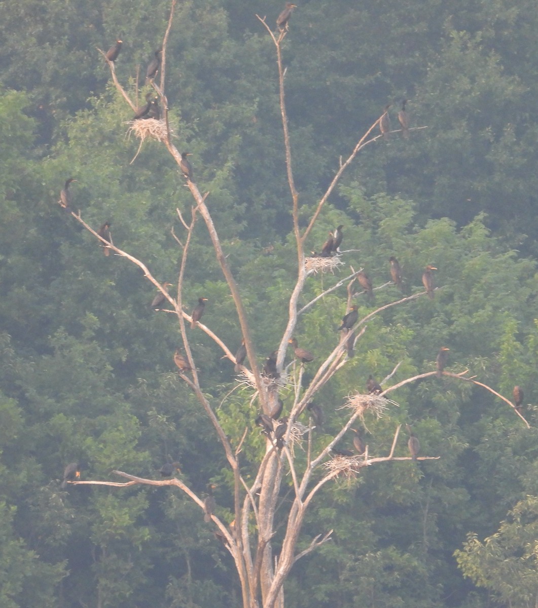 Double-crested Cormorant - ML639729663