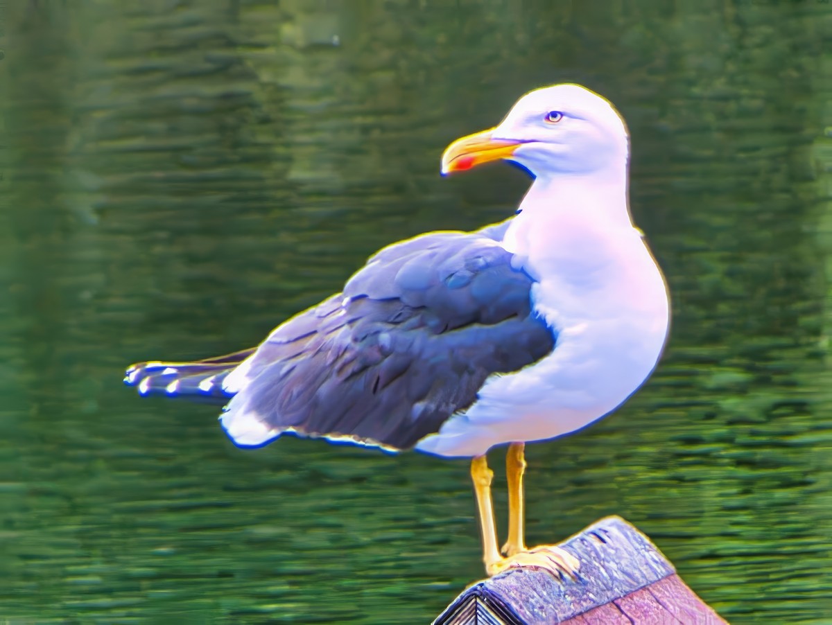 Бэсрэг цахлай - ML639729668