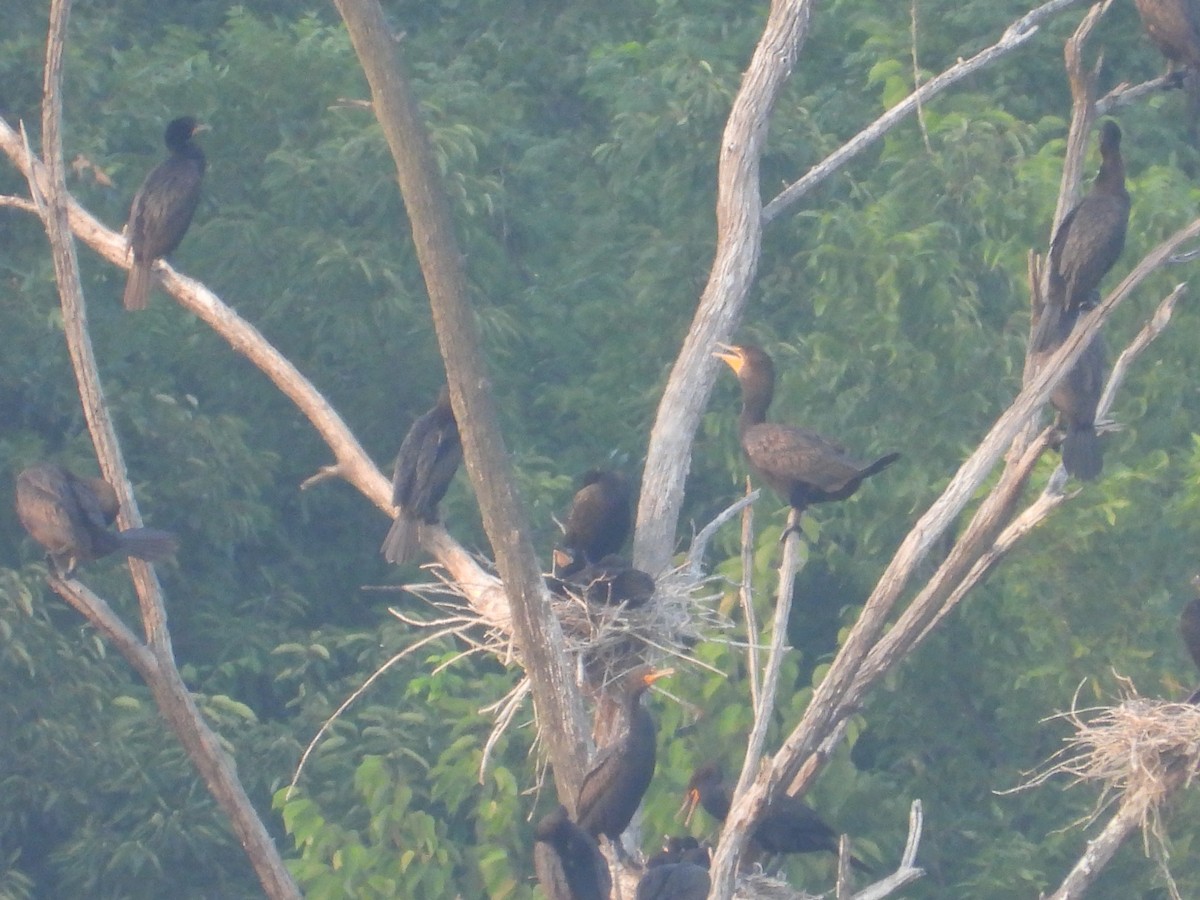 Double-crested Cormorant - ML639729699