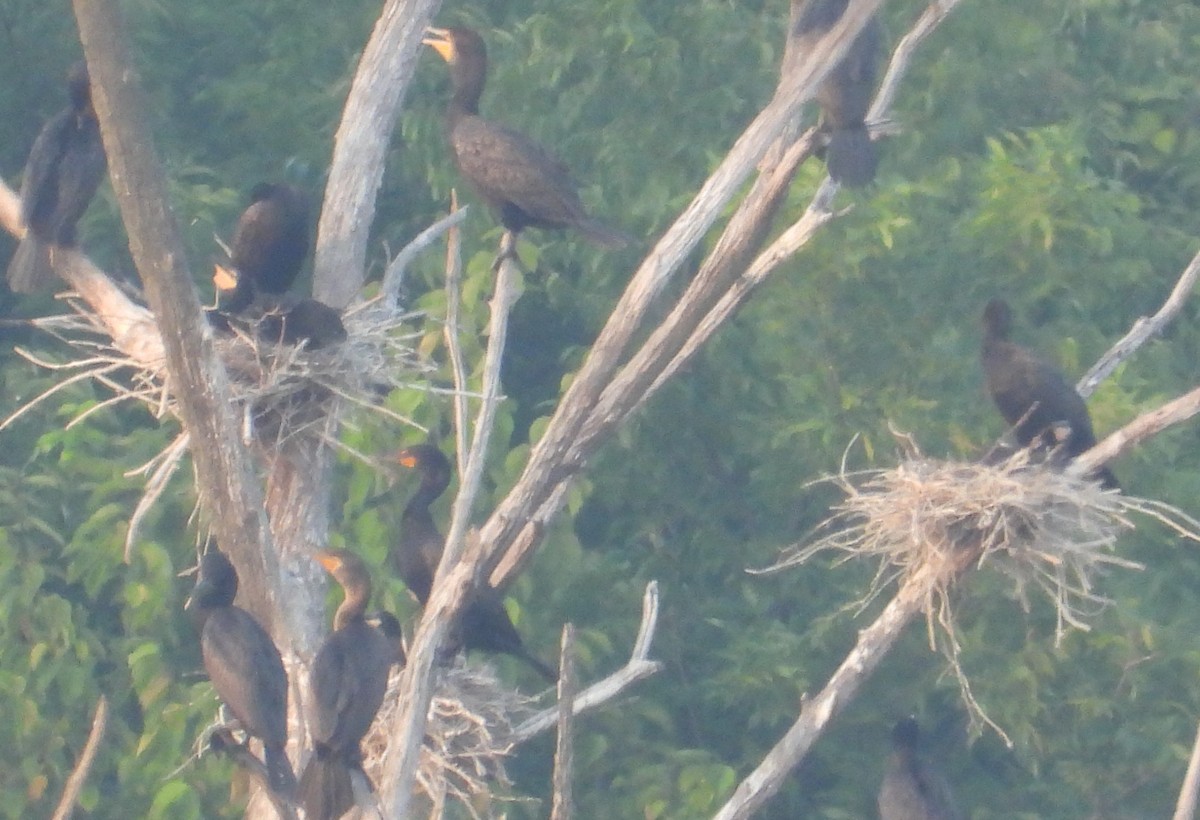 Double-crested Cormorant - ML639729738