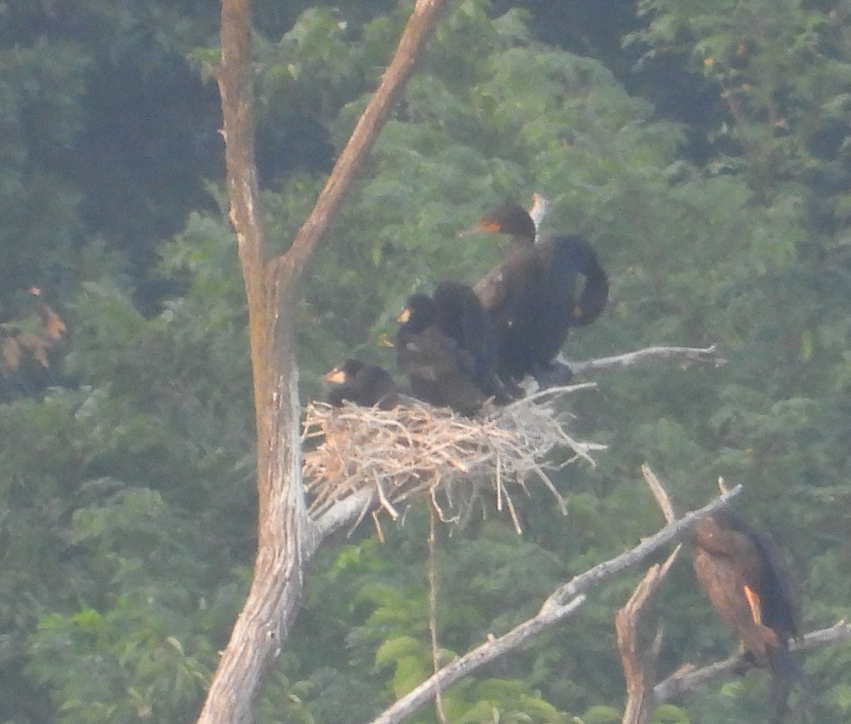 Double-crested Cormorant - ML639729752