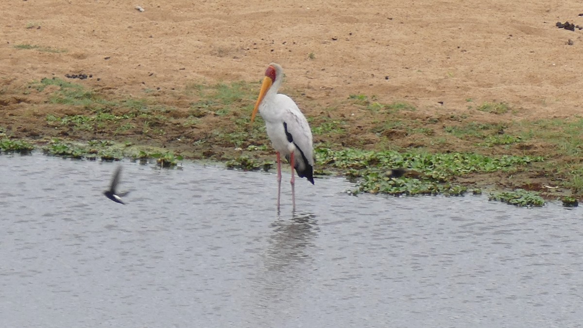 gulnebbstork - ML639729753