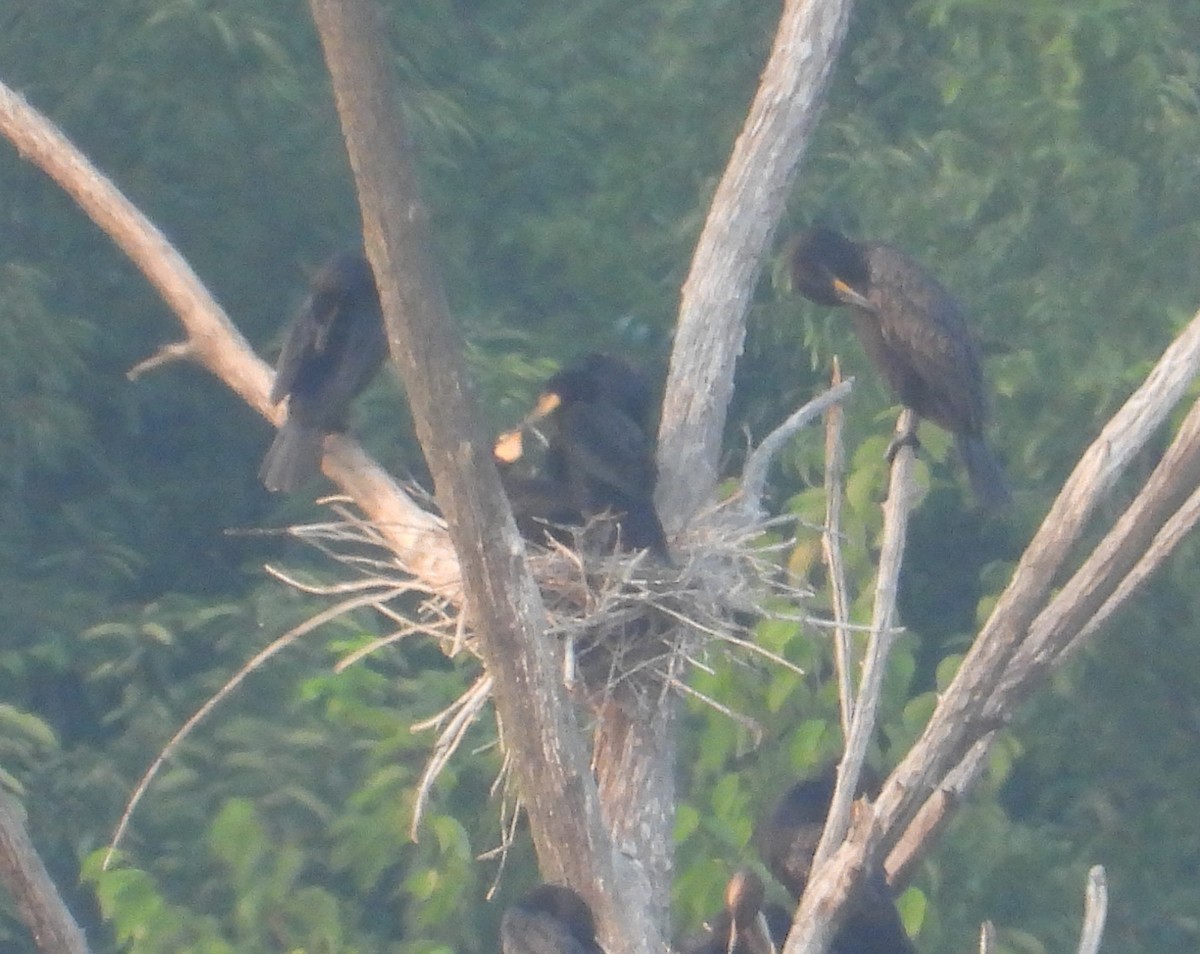 Double-crested Cormorant - ML639729775