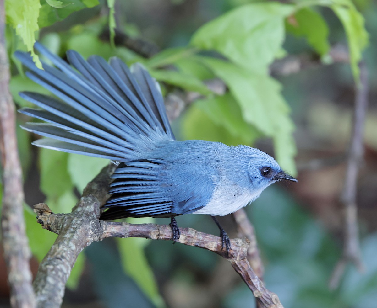 African Blue Flycatcher - ML639729786