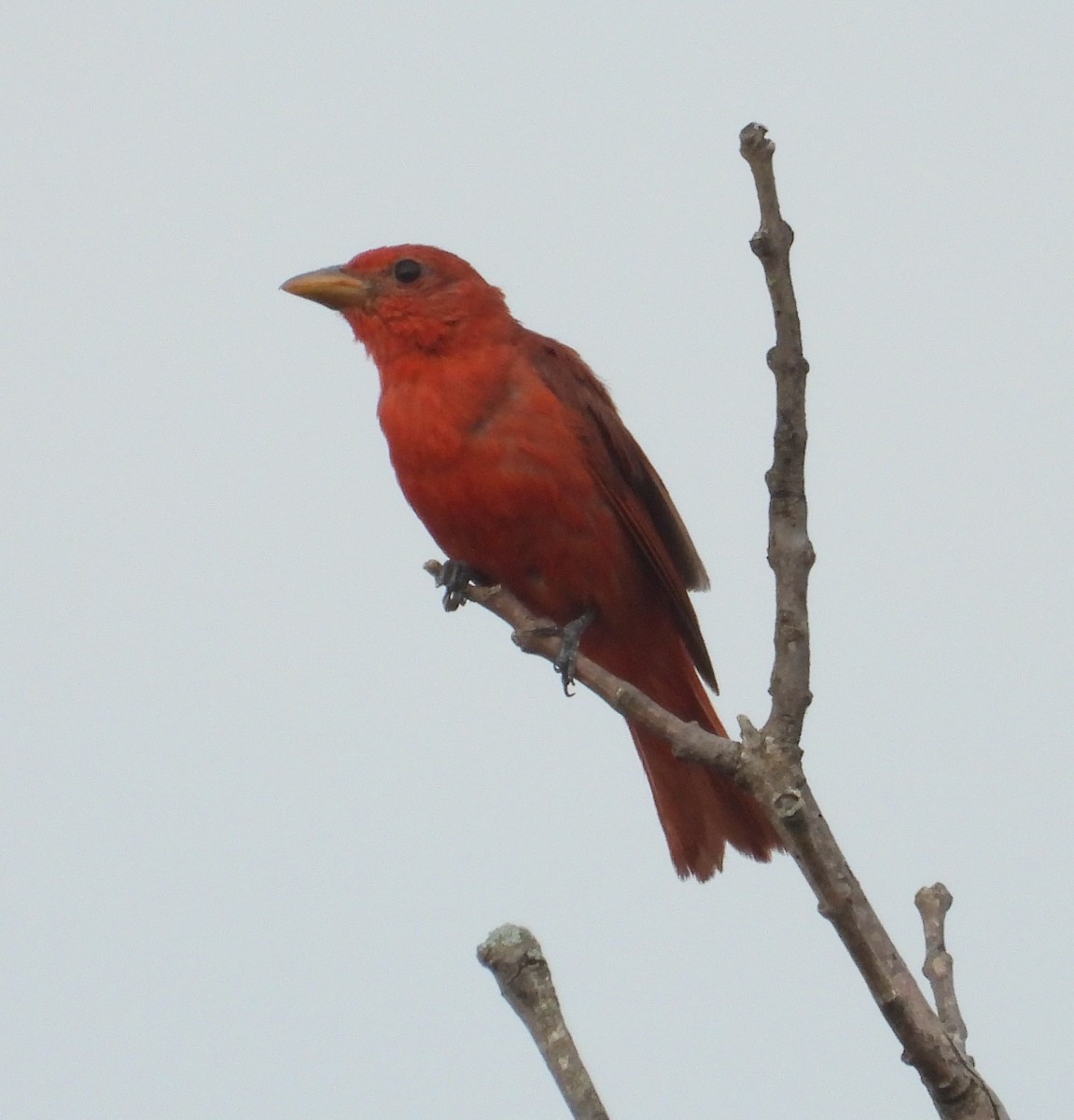 Summer Tanager - ML639729828