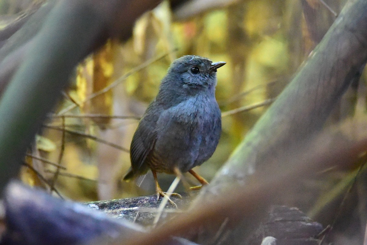 Planalto Tapaculo - ML639729830