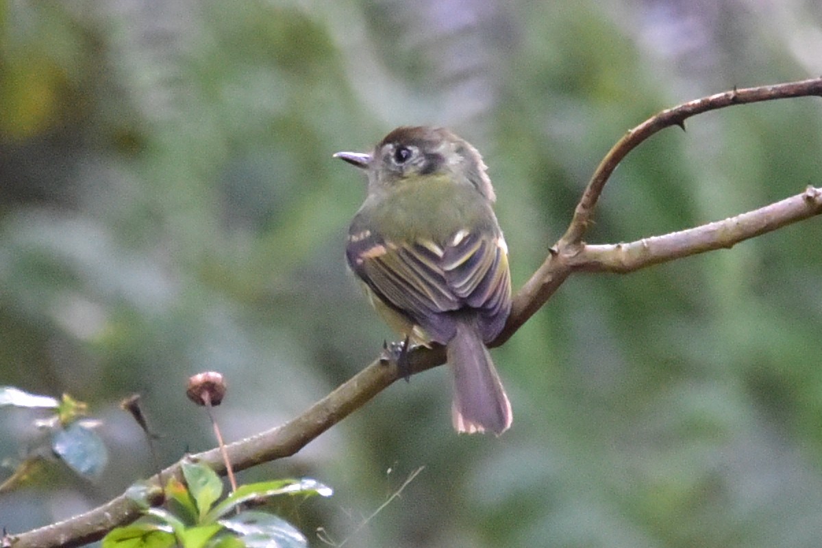 Sepia-capped Flycatcher - ML639729857