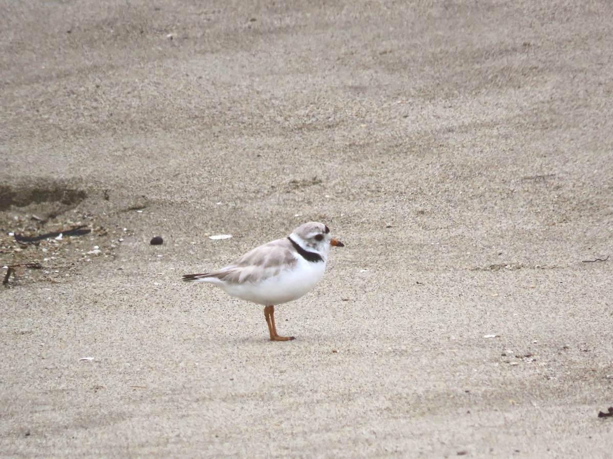 Piping Plover - ML639729888