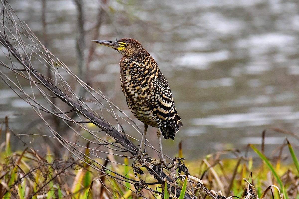 Rufescent Tiger-Heron - ML639729889