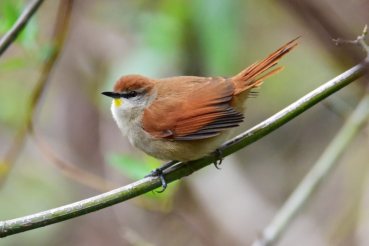 Yellow-chinned Spinetail - ML639729901