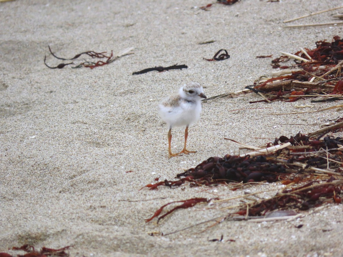 Piping Plover - ML639729903