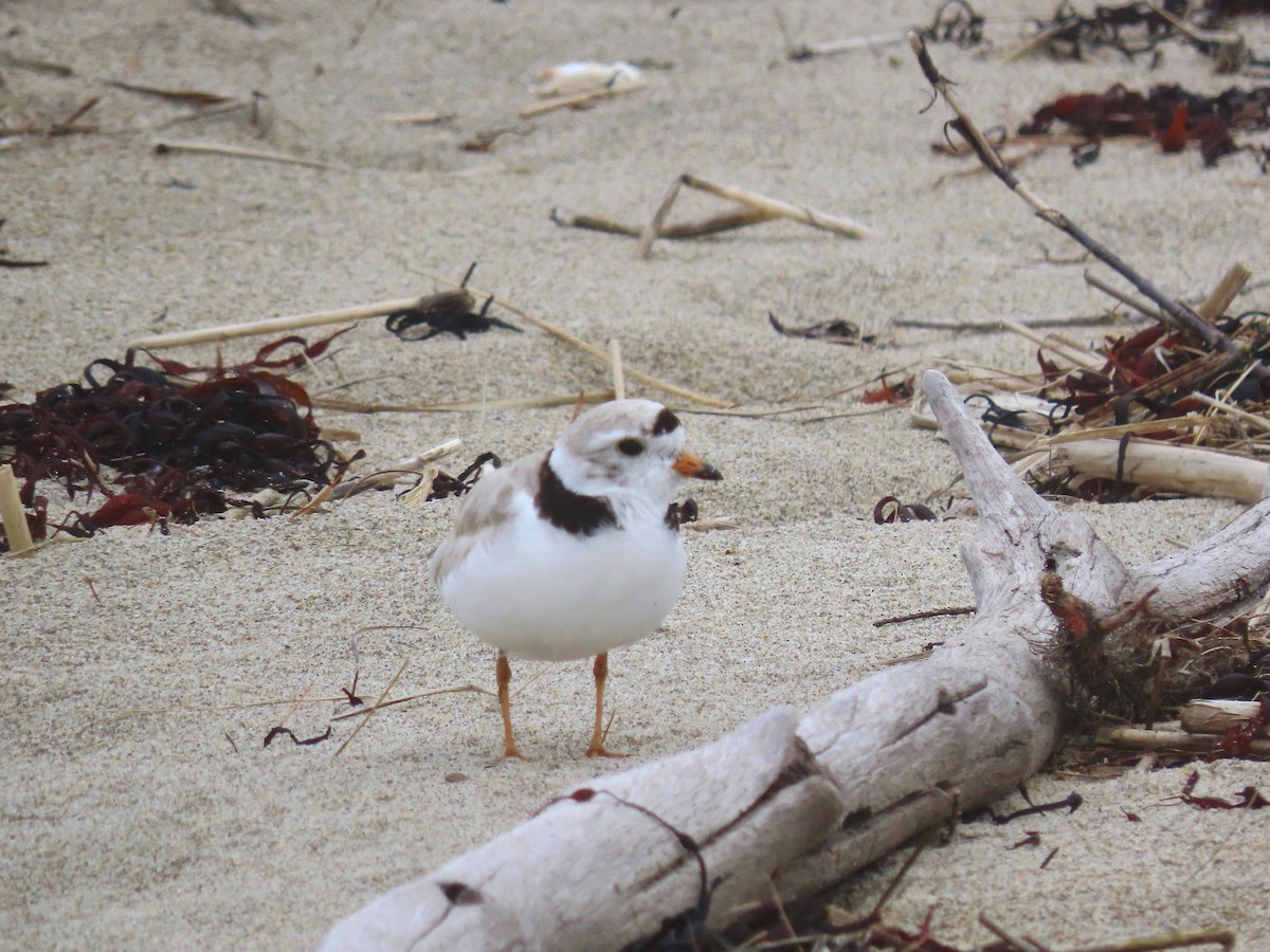 Piping Plover - ML639729926