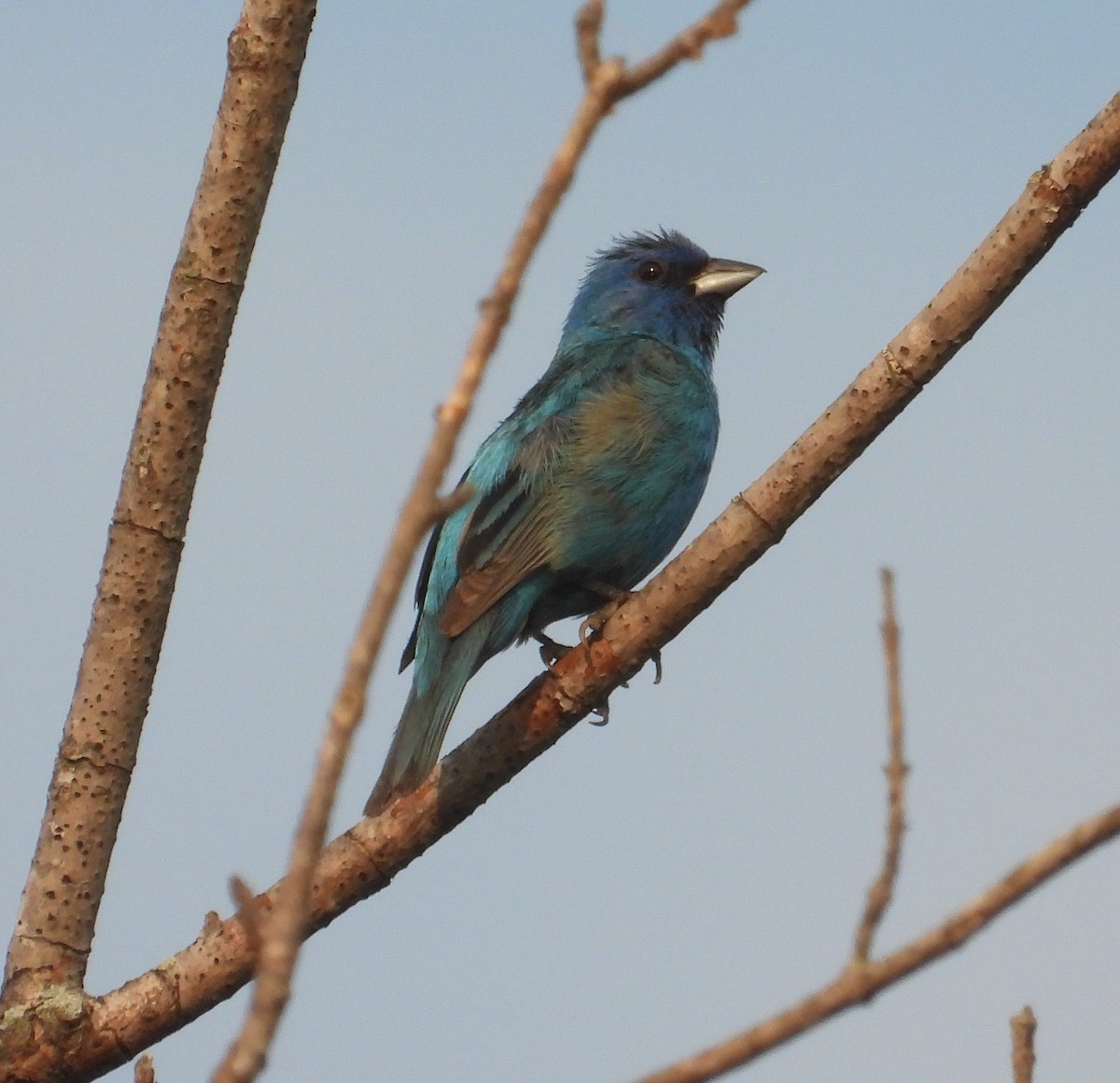 Indigo Bunting - ML639729934