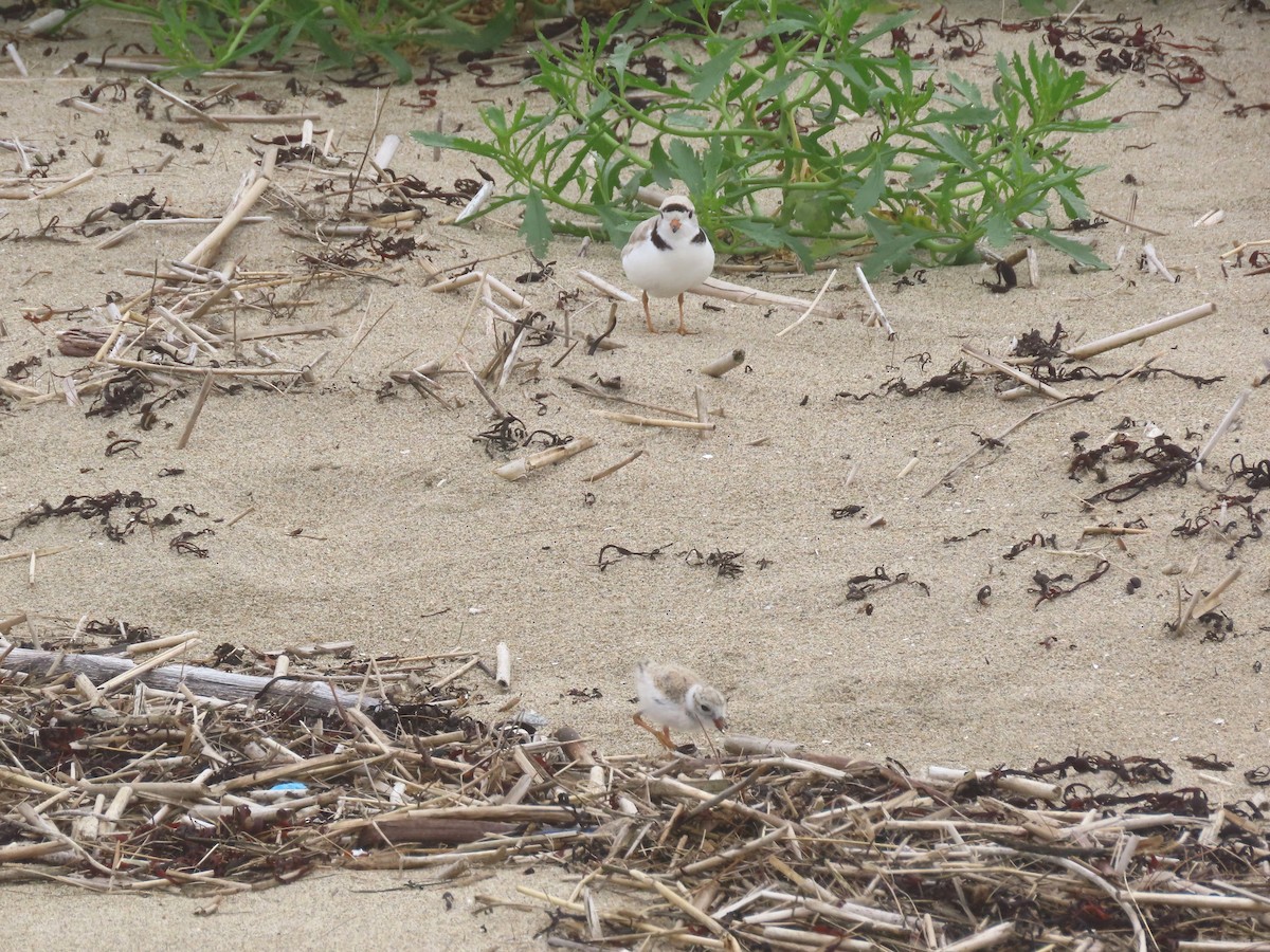 Piping Plover - ML639729942