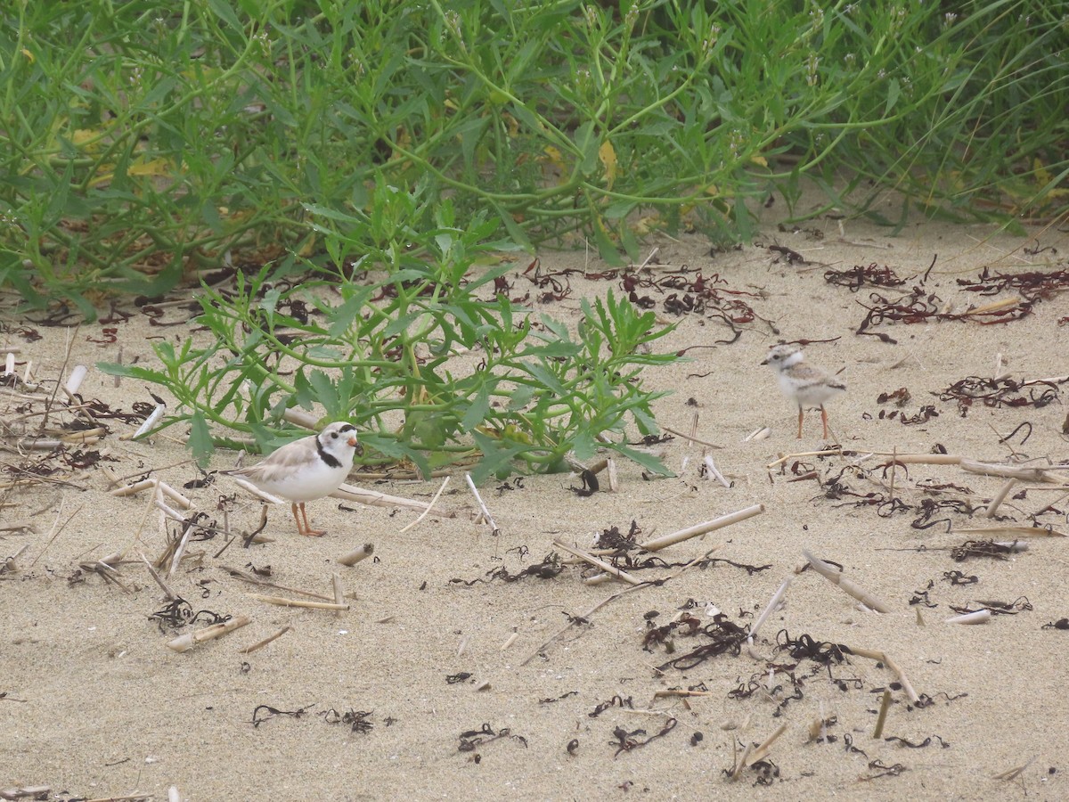 Piping Plover - ML639729959