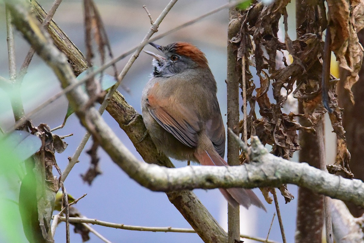 Sooty-fronted Spinetail - ML639729999