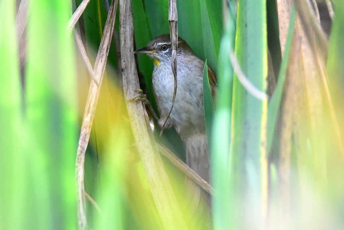 Sulphur-bearded Reedhaunter - ML639730025